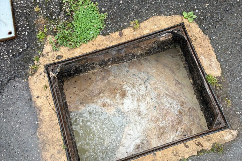 Seal Sanctuary in Gweek