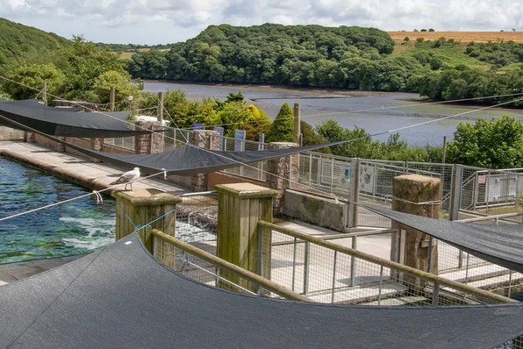 Seal Sanctuary Cornwall